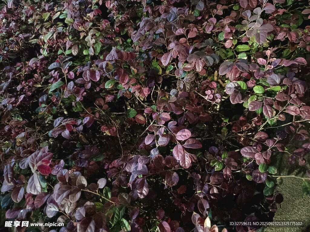 紫叶植物特写