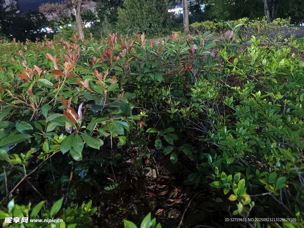 繁茂绿植景观