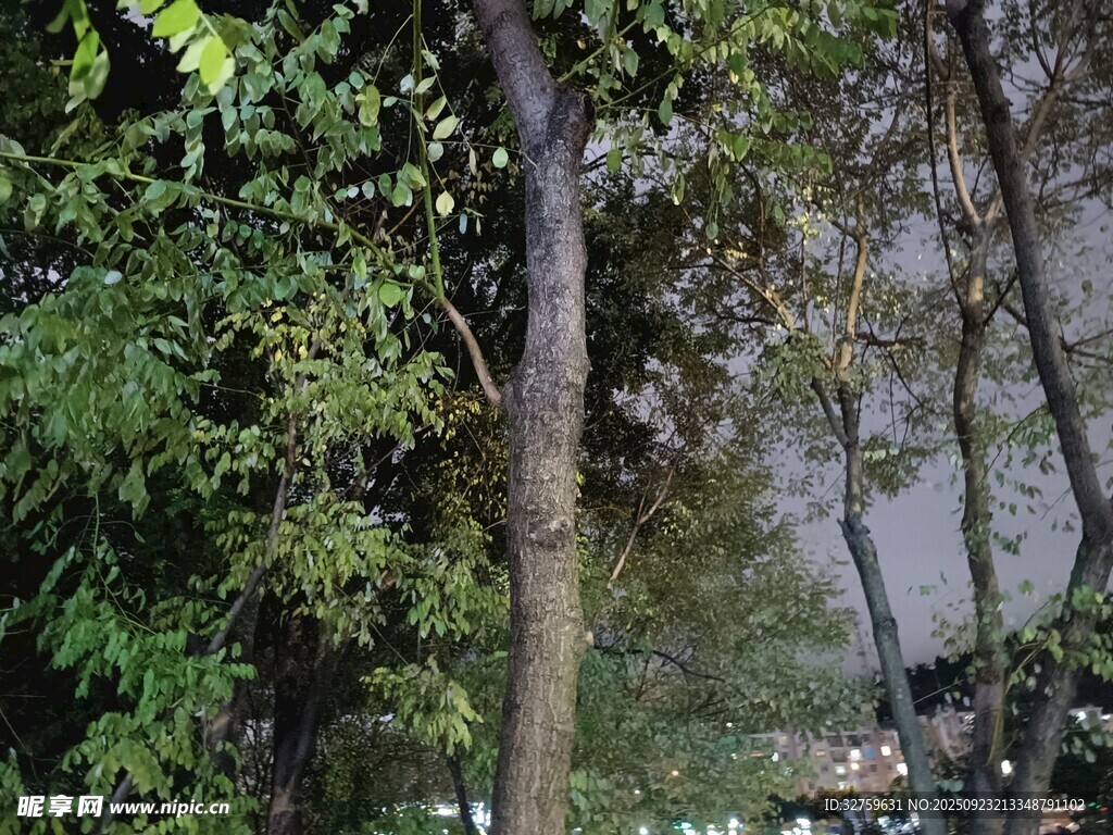 林中树木 