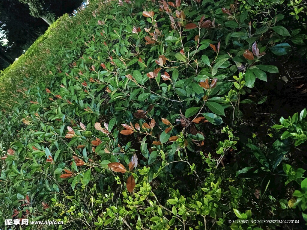 绿意盎然的植物景观