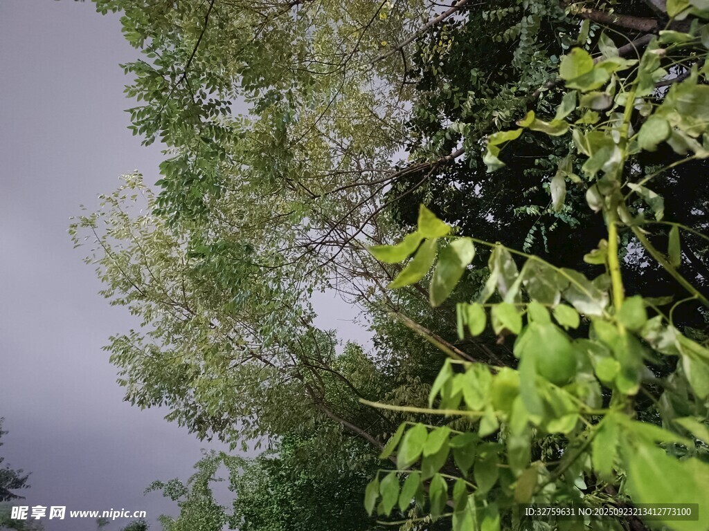 绿意盎然的繁茂植物景观