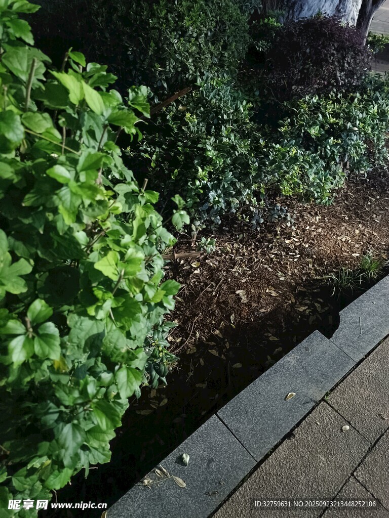 路边绿植景观