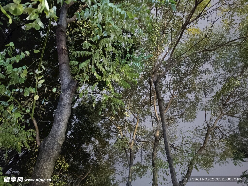 林间树木与朦胧背景景象
