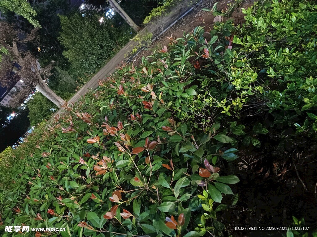 繁茂绿植景观