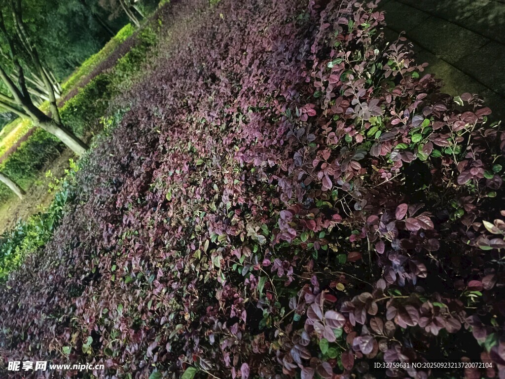 紫色植物景观