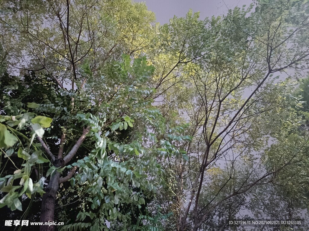 茂密树林中的绿意景致