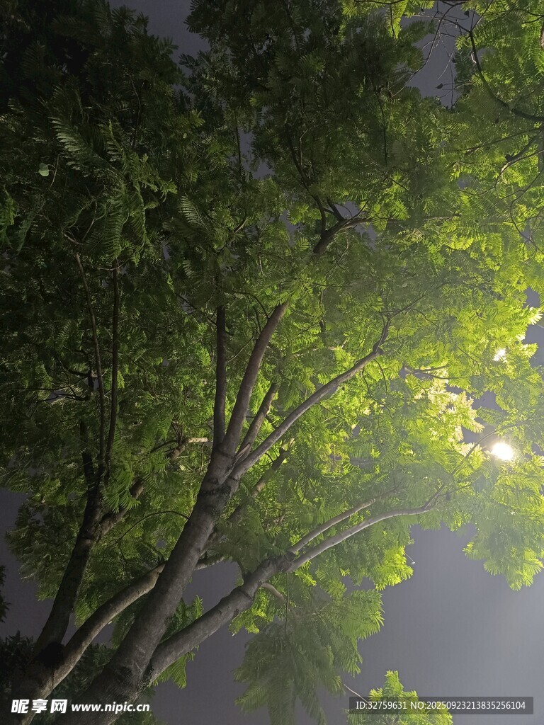 阳光穿透枝叶的静谧瞬间