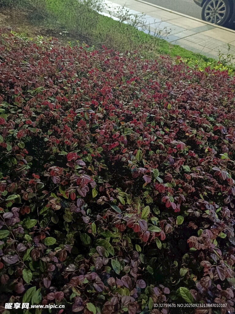 紫叶植物景观