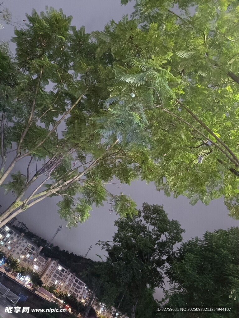仰视视角下的葱郁树木