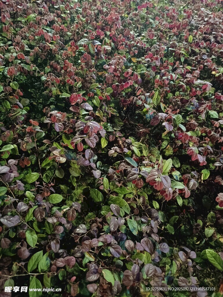 红叶植物景观