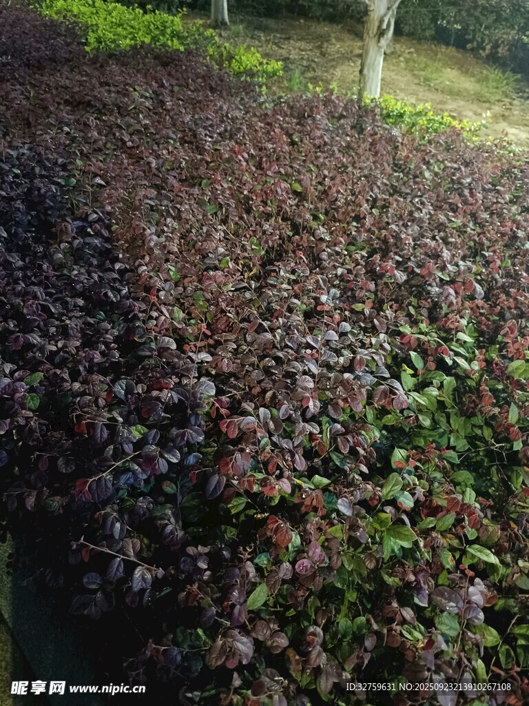 紫叶植物景观