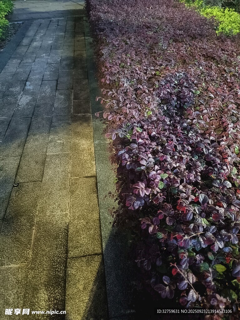 石板路旁的多彩植物景观