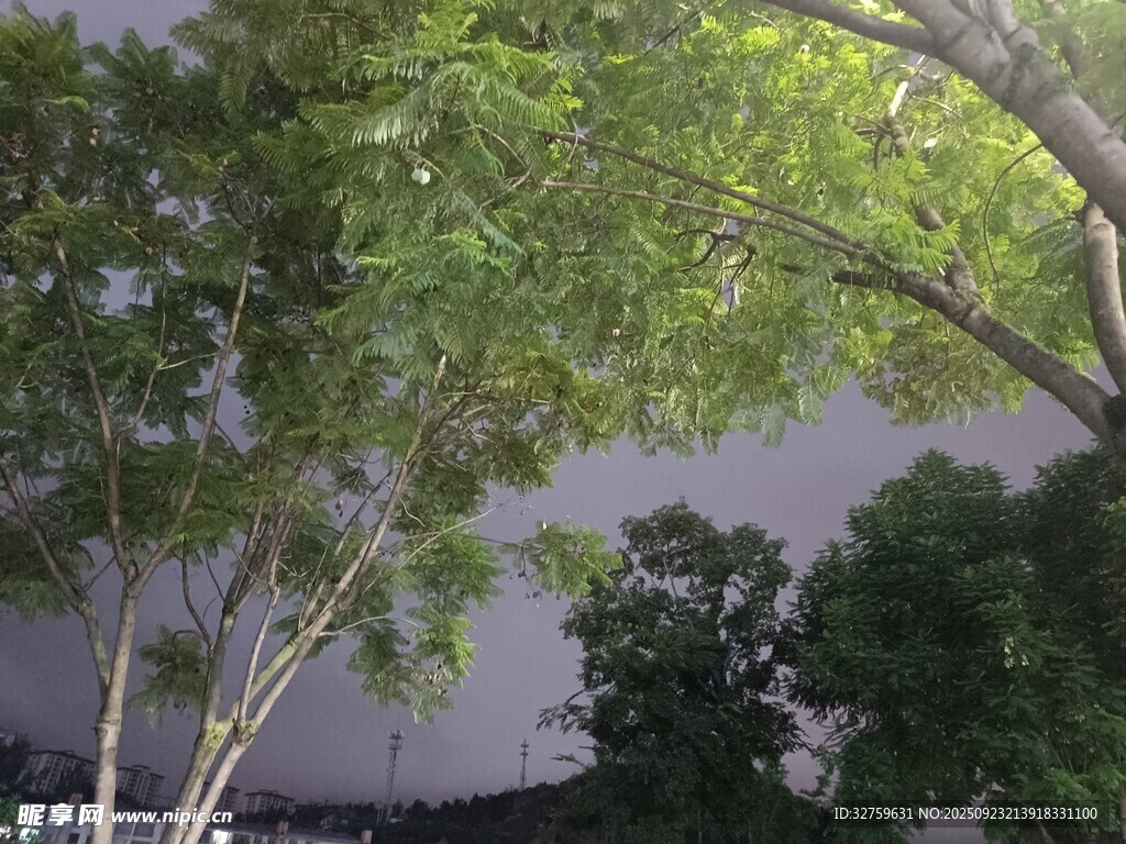 绿树成荫的户外景致