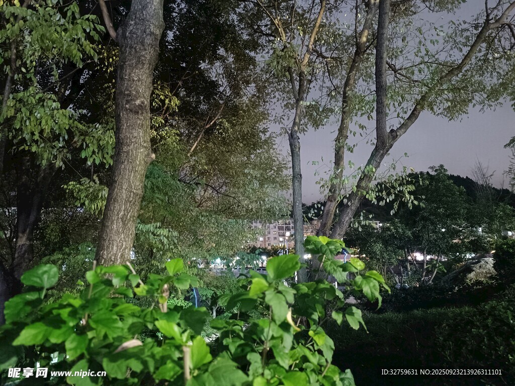 绿意盎然的庭院景观