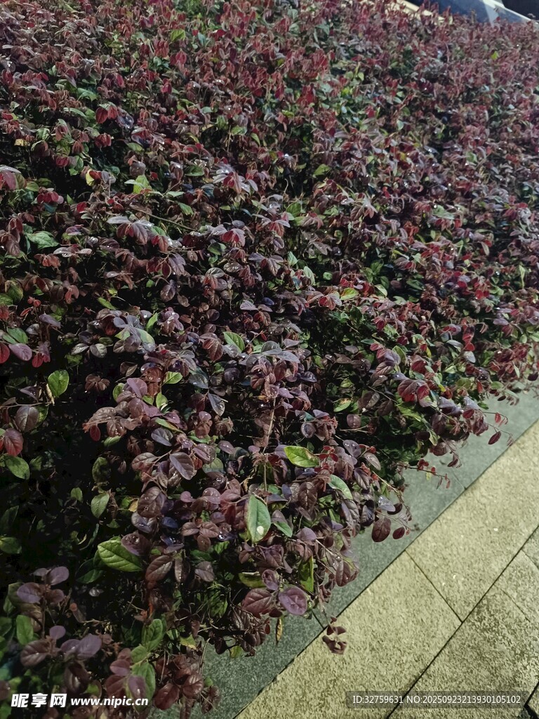 紫叶植物景观