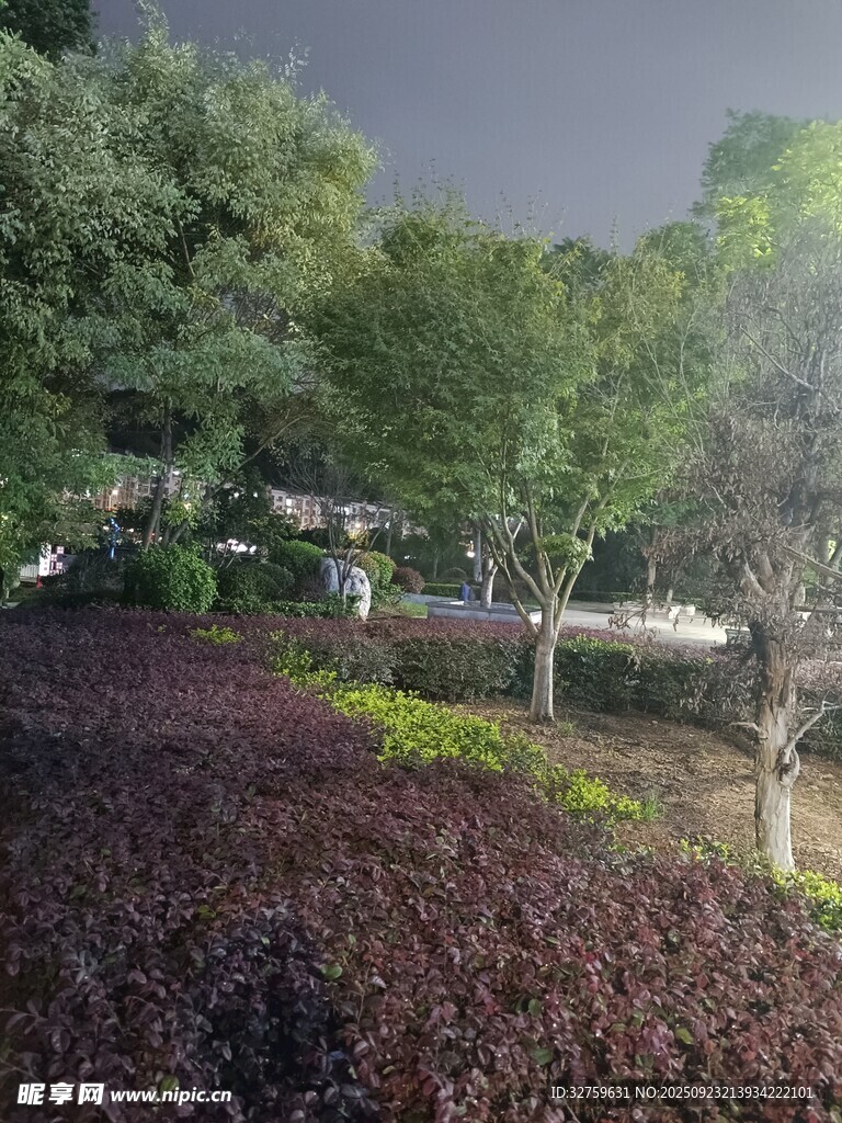 夜晚公园绿植景观