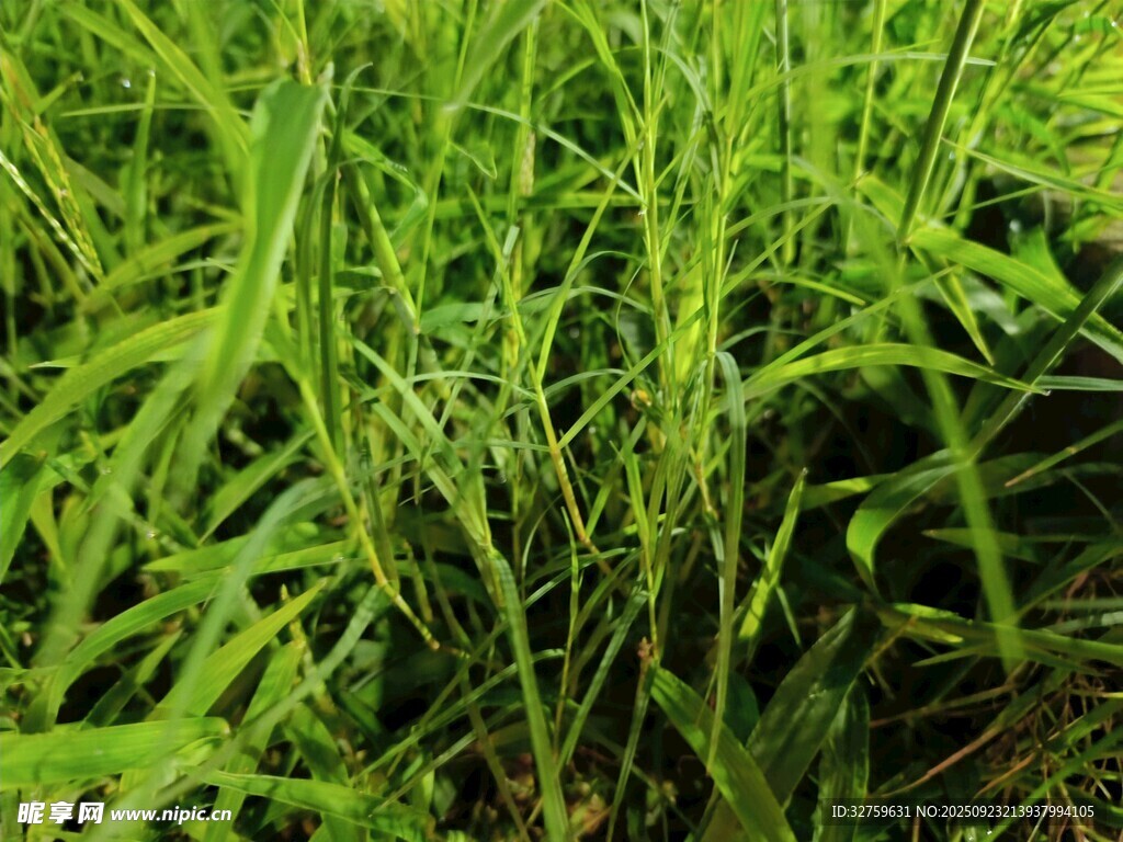 翠绿茂盛的水生植物