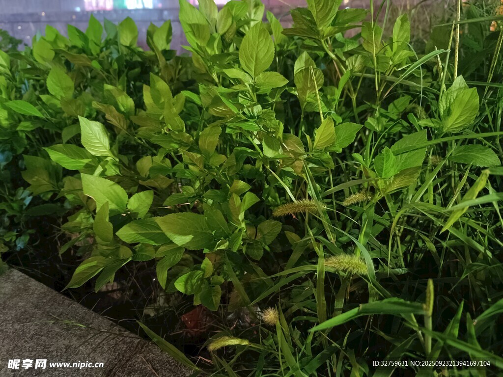 绿叶繁茂的绿植景观
