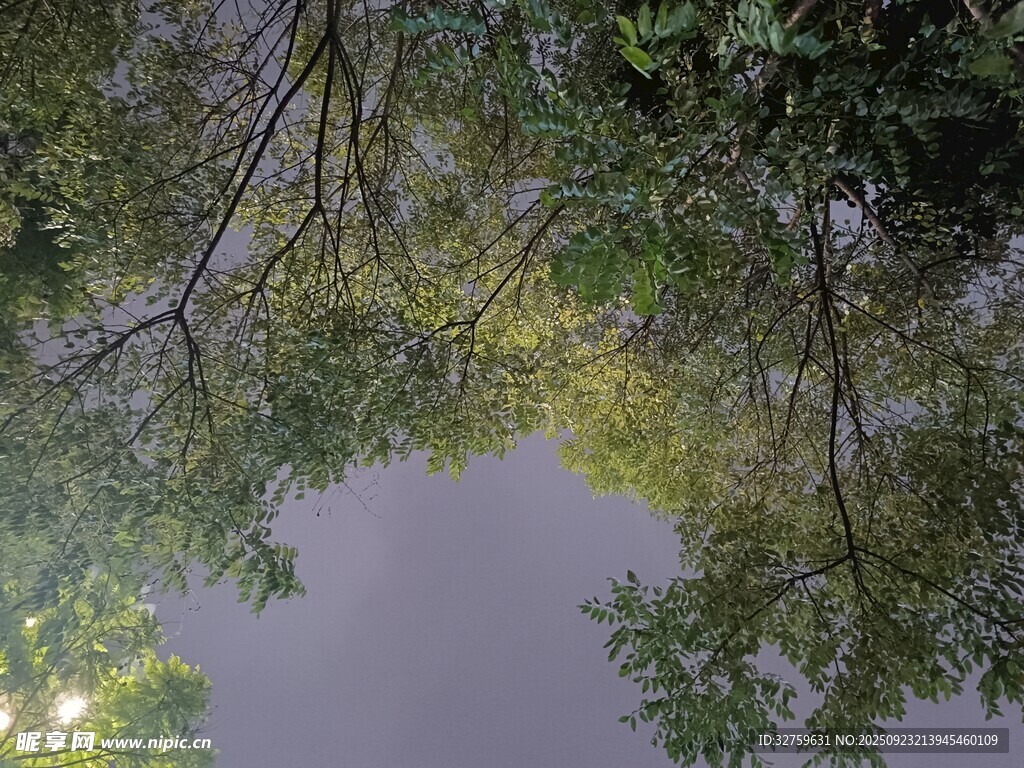 林间水面映树影