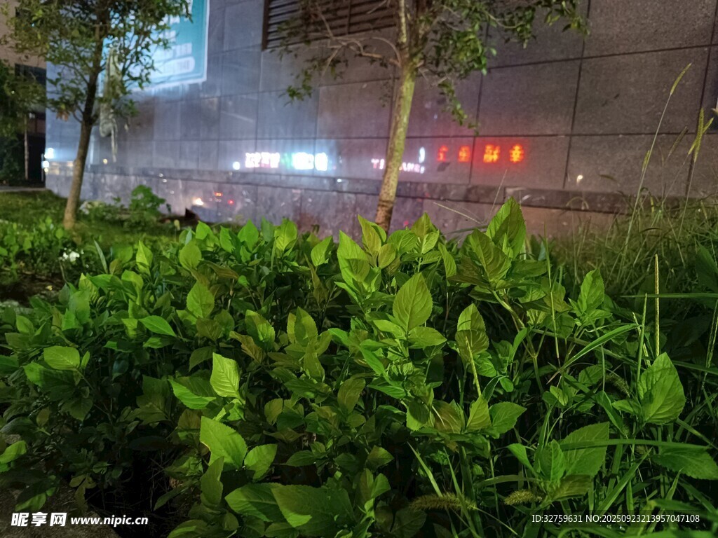 夜晚绿植景观