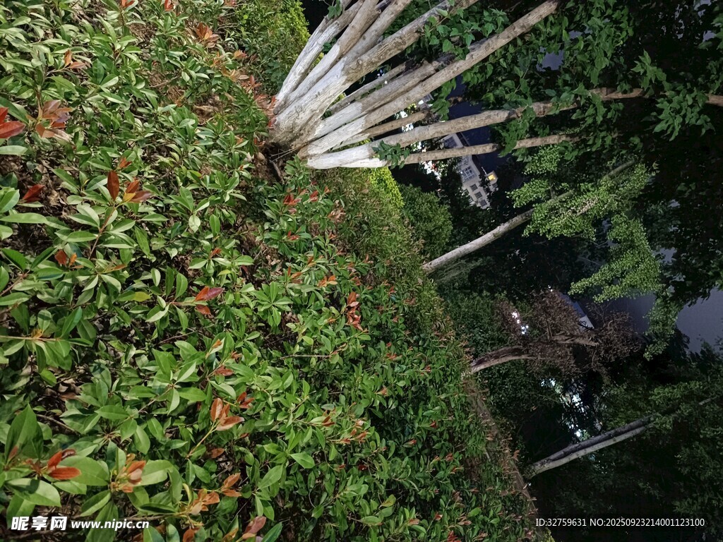 繁茂绿植中的白色建筑一角