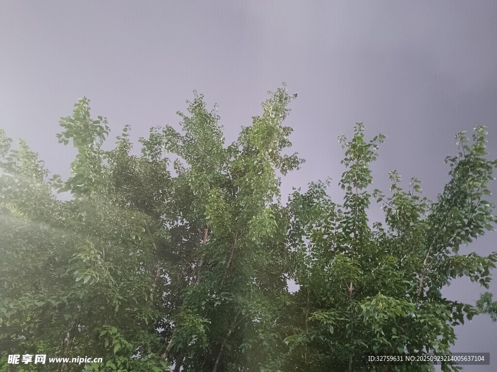 阳光下的葱郁绿树