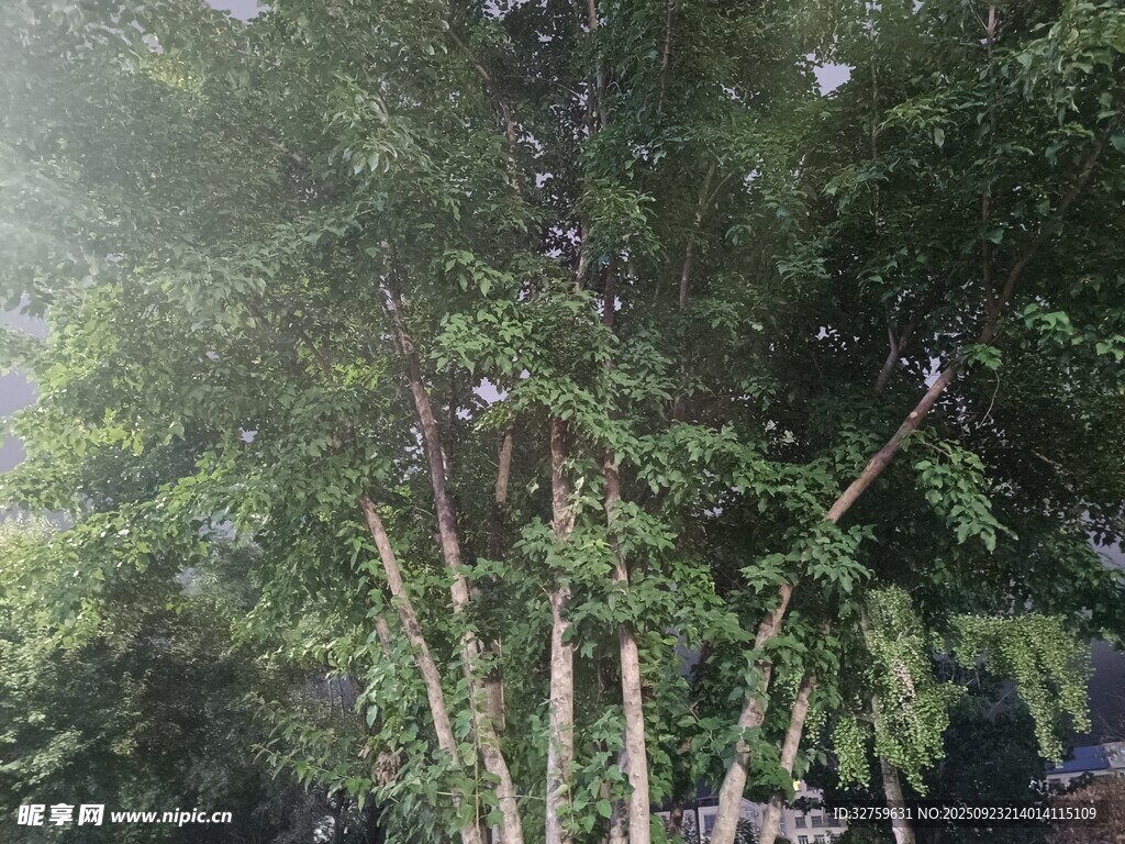 雨中葱郁竹林景观