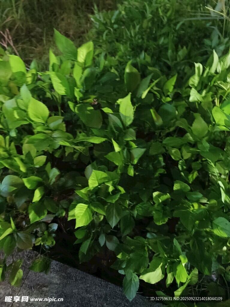 翠绿繁茂的绿植景观