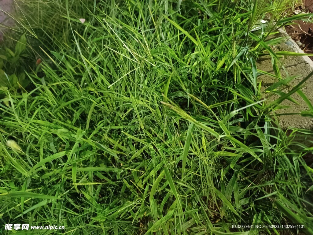 翠绿繁茂的草地景观