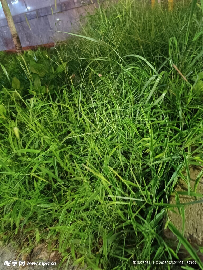 翠绿茂盛的丛生青草