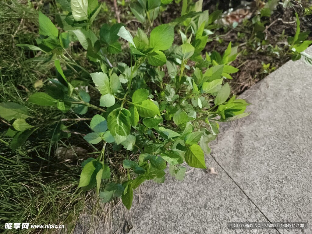 路边绿植生机盎然