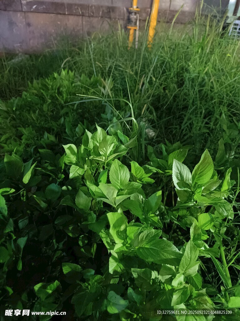 翠绿繁茂的蓬勃植物景观