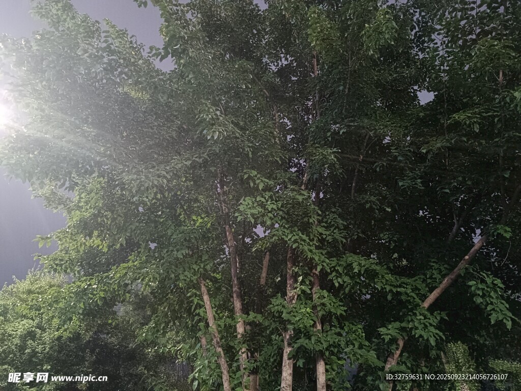 阳光穿透树林的清新景象