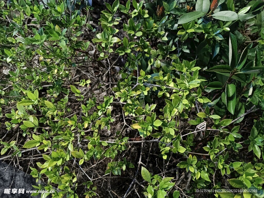 茂密绿植景观