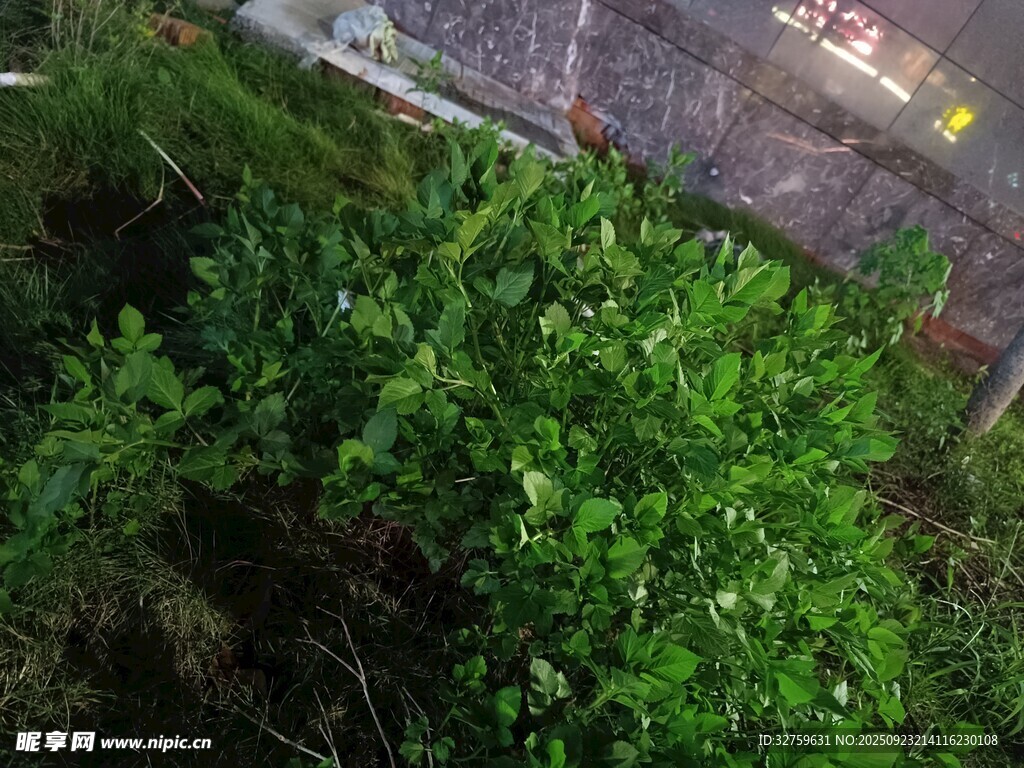 繁茂绿植