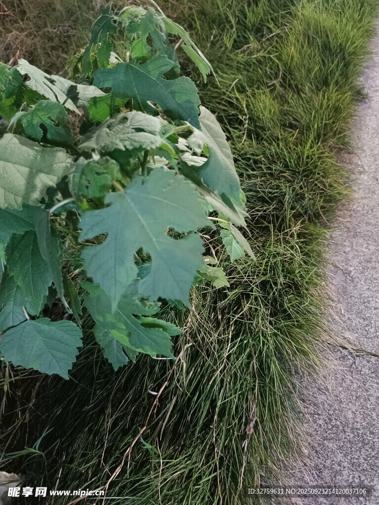 路边繁茂的绿色植物