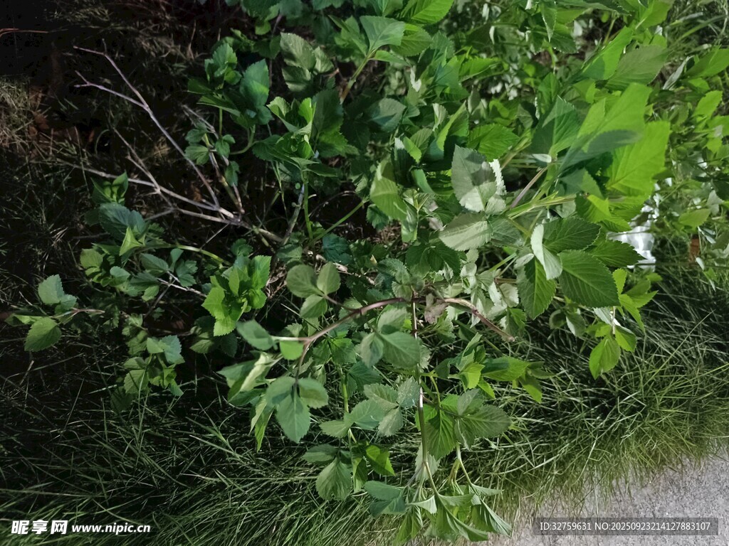 绿叶丛中的白色小花