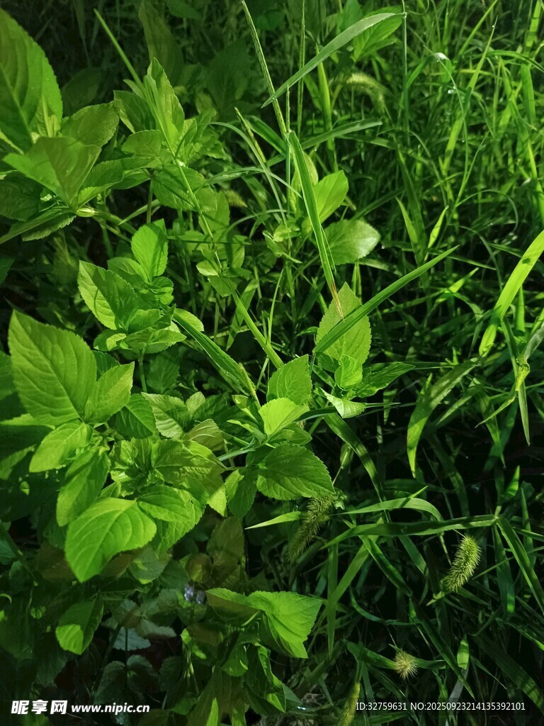 嫩绿繁茂的野外绿植