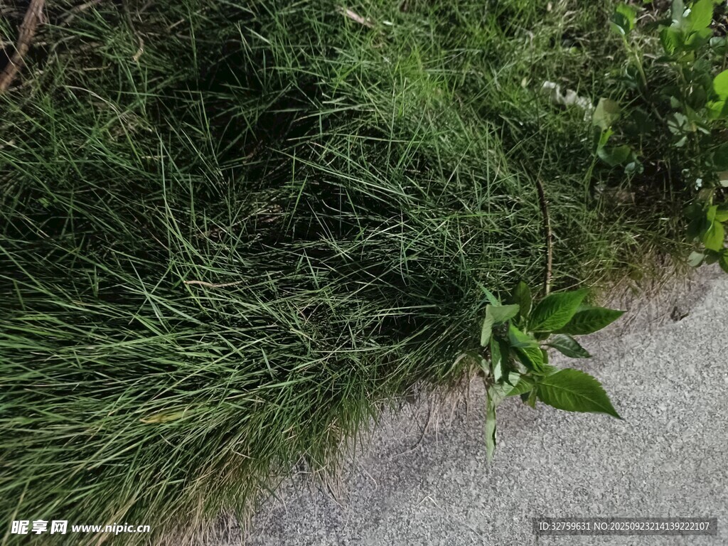 路边翠绿植物与小径