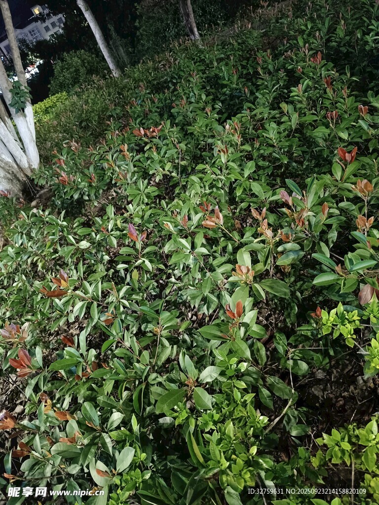 繁茂绿植景观