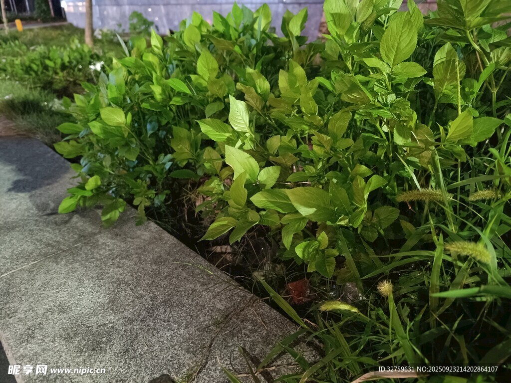 路边翠绿植物生机盎然
