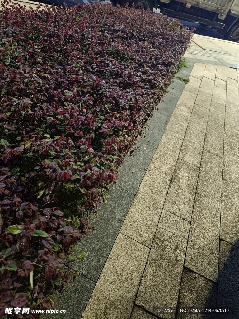 路边紫叶植物景观