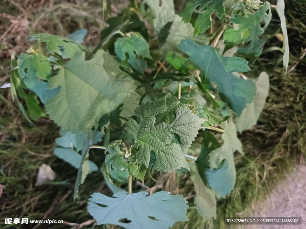 绿叶植物特写