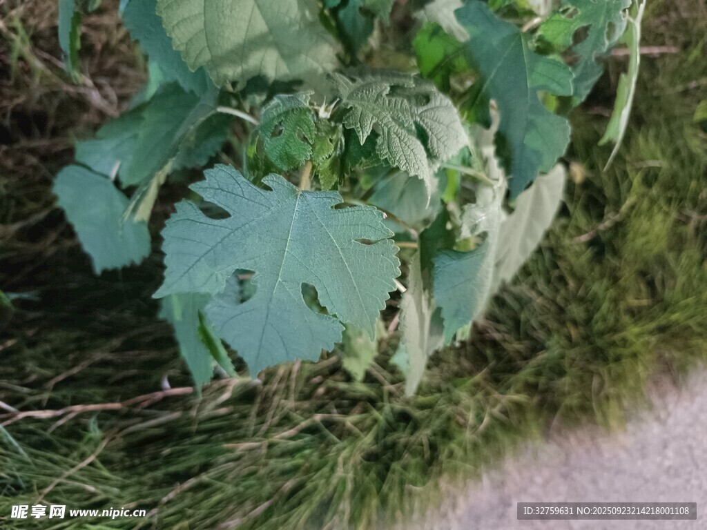 绿叶与草丛的自然景致