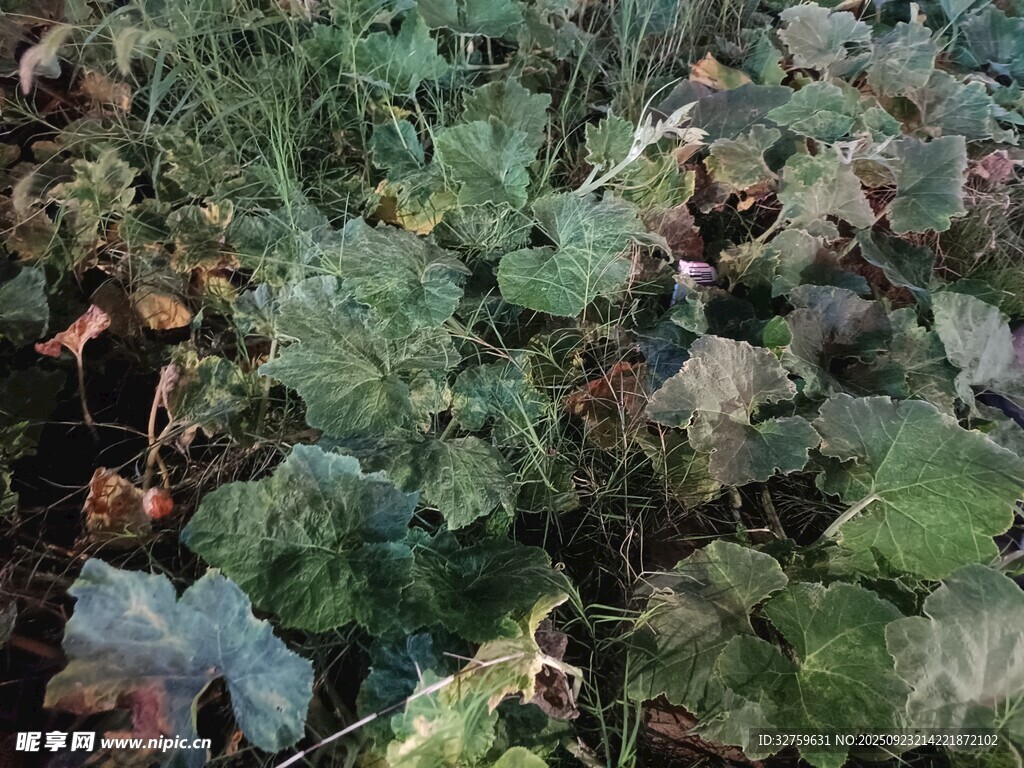 繁茂绿植景观