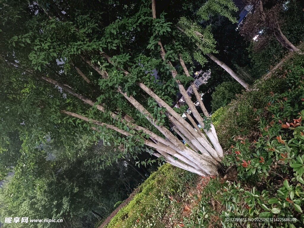 竹林中的静谧景致