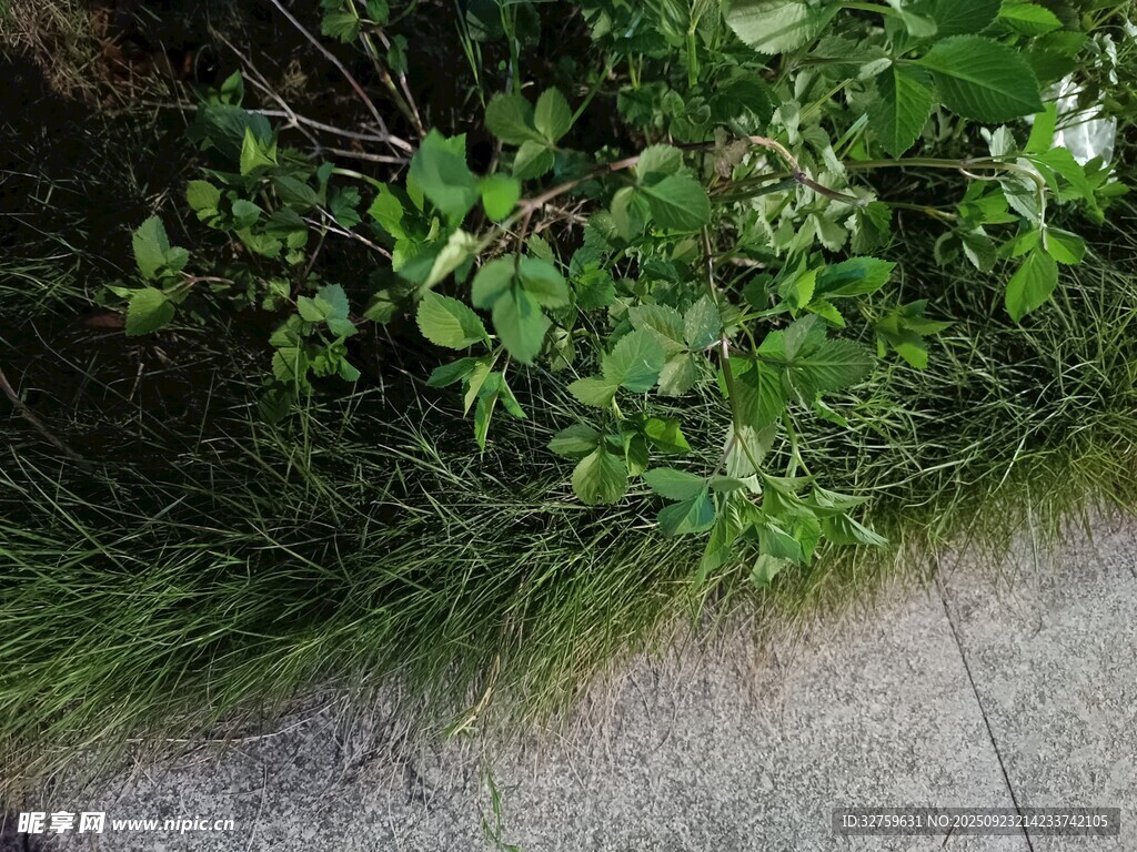 路边绿意盎然的植物