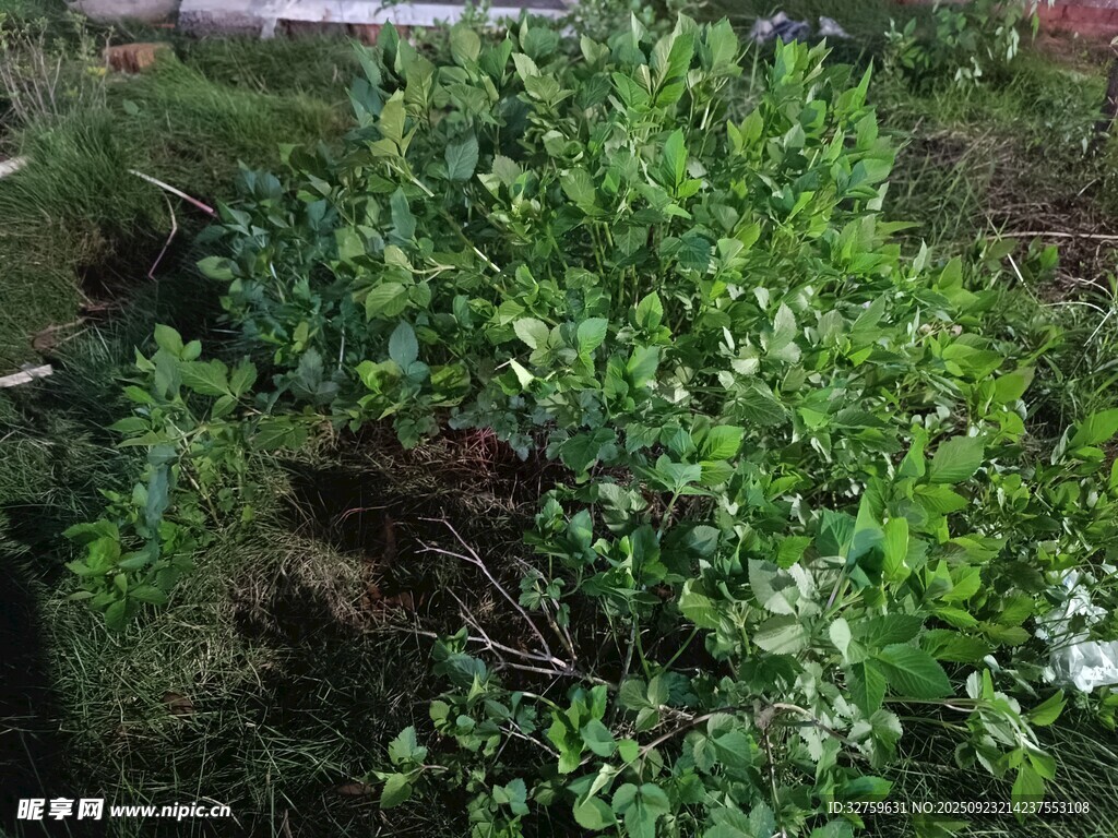 繁茂绿植景观