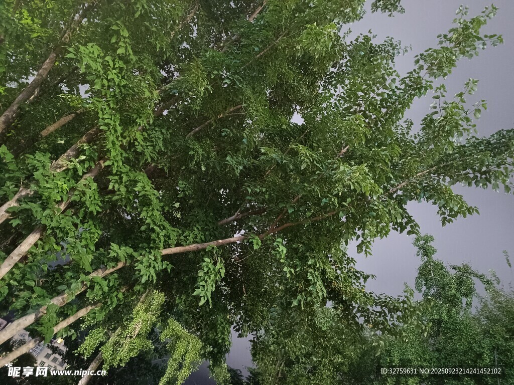 繁茂绿树 