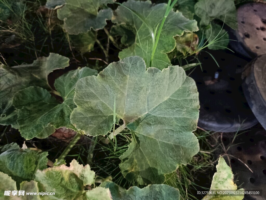 绿叶繁茂的植物景象